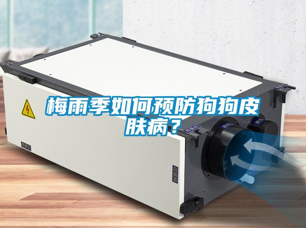 梅雨季如何預(yù)防狗狗皮膚病？