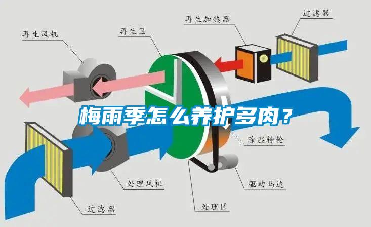 梅雨季怎么養(yǎng)護(hù)多肉？