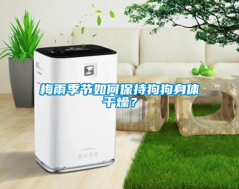 梅雨季節(jié)如何保持狗狗身體干燥？