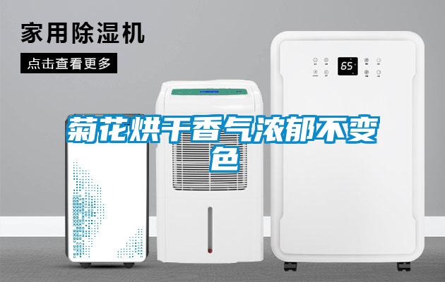 菊花烘干香氣濃郁不變色